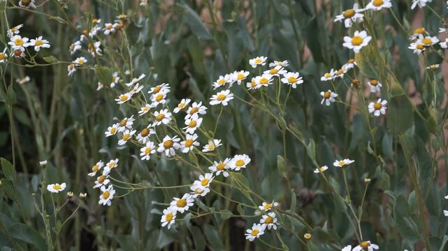 Costmary flowers - Tanacetum balsamita shows clusters of white daisy-like blooms with yellow centers, rising from broad, minty-scented leaves in a lush medicinal herb garden.
