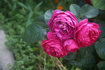 Fototapeta premium pink pretty rose in garden