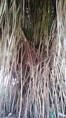 tree roots, texture, nature, planet