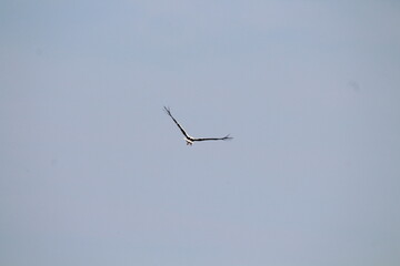 White Storks (Ciconia ciconia) in flight on a blue sky background 