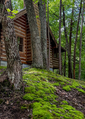 Log cabin in the woods beneath trees surrounded by green moss on the forest floor
