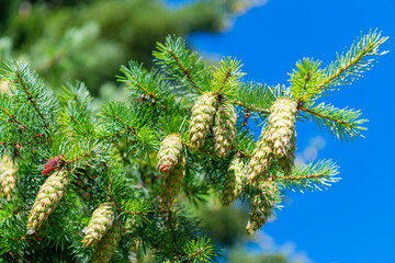 Needle of the coniferous tree. Pine pollen. Needle of Christmas tree nature. Christmas tree branch...