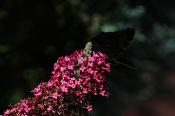 Buddleja (Buddleja davidii), flowers of summer. Buddleja davidii the Butterfly bush with silhouette...