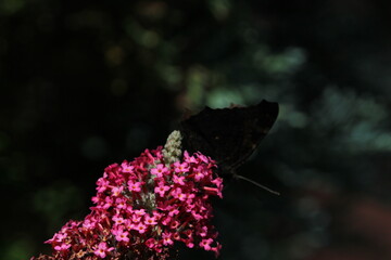 Buddleja (Buddleja davidii), flowers of summer. Buddleja davidii the Butterfly bush with silhouette...