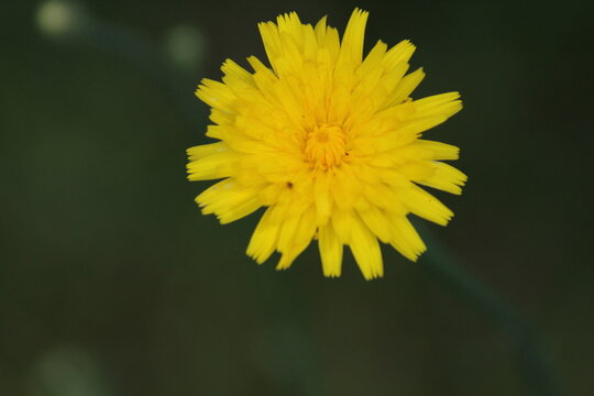 Mouse-ear hawkweed (Pilosella officinarum or Hieracium pilosella) lemon yellow flower close up
