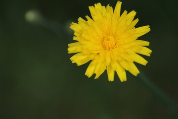 Mouse-ear hawkweed (Pilosella officinarum or Hieracium pilosella) lemon yellow flower close up
