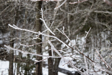 icy plants on winter path