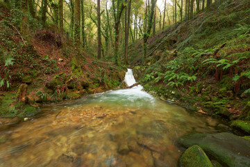 View of a small river with crystal-clear waters running through a forest in Galicia, Spain.