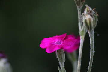 Beautiful pink flower Rose campion (lychnis coronaria) on green background. Beautiful floral...