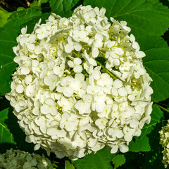 Hortensia blanca