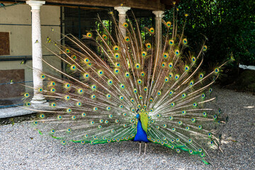 Pavo real