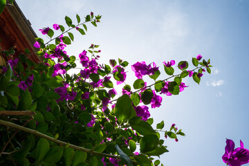 Buganvilla Rosa