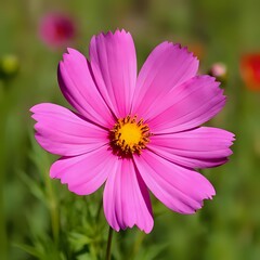 pink daisy flower