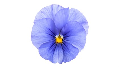 Obraz premium Close-up of vibrant blue pansy