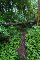 Wooded area in the countryside