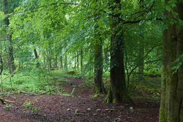 Wooded area in the countryside