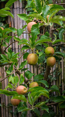 Home grown apples growing well, Stakeford, Northumberland July 2025. 