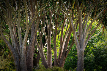 Tropical Trees in Royal Botanic Gardens, Melbourne