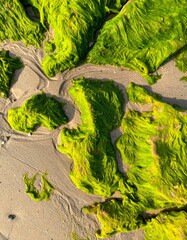 Aerial View of Bright Green Seaweed on Sand at Beach with Sunlight and Coastal Environment