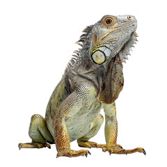 Fototapeta premium Png of A detailed close-up of a majestic iguana with vibrant scales, showcasing its strong posture and unique features.