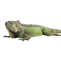Fototapeta premium Png of A vibrant green iguana basking under soft lighting, showcasing its distinctive scales and calm demeanor.