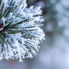 Frosty Pine Branch Detail with Ice Crystals in Winter Nature Scene Close Up