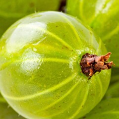 Closeup of Fresh Green Gooseberries with Ribbed Texture in Natural Light