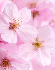 Close Up of Delicate Pink Cherry Blossoms Blooming in Soft Light with a Pink Background