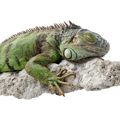 Fototapeta premium Png of A detailed close-up of a green iguana resting on a textured rock, showcasing its vibrant scales and peaceful demeanor.