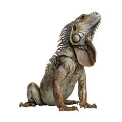 Obraz premium Png of A detailed close-up of a reptile with textured skin, showcasing its vibrant colors and expressive features.