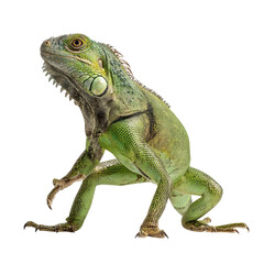 Obraz premium Png of A vibrant green iguana displaying its unique features against a clean background.