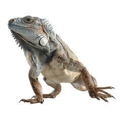 Obraz premium Png of A majestic blue iguana showcasing vibrant colors and detailed textures against a transparent background.
