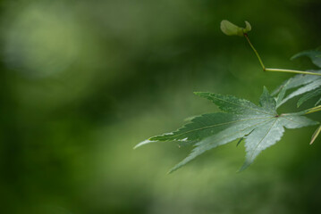 初夏の公園の緑　青紅葉