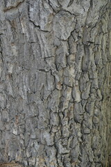 Detailed Tree Bark Texture in Natural Light