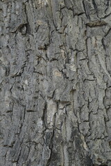 Cracked Tree Bark Close-Up with Gray Tones