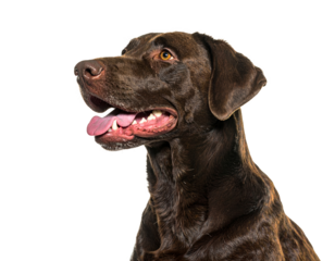 Chocolate labrador retriever isolated on a transparent background
