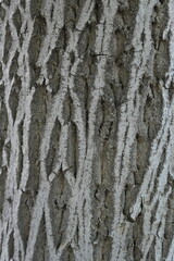 Obraz premium Tree Bark with Vertical Ridge Texture