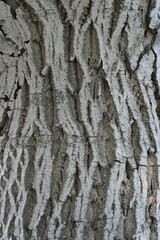 Cracked White Bark of Mature Tree