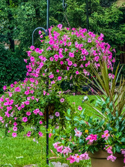 pink flowers in a garden