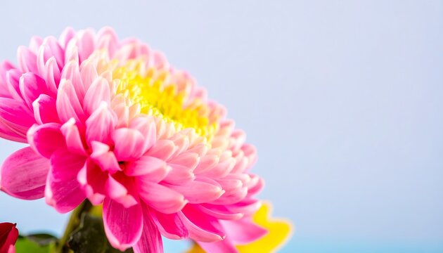 Close-up of vibrant pink chrysanthemum
