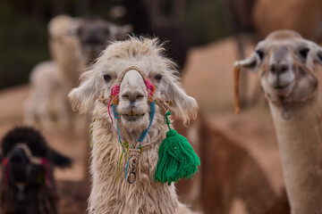 Obraz premium Llamas are domesticated animals that have been used by Andean cultures for centuries as pack animals and for their wool. They belong to the camelid family. Cusco Peru