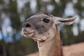 Obraz premium Llamas are domesticated animals that have been used by Andean cultures for centuries as pack animals and for their wool. They belong to the camelid family. Cusco Peru