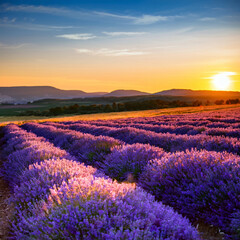 Tranquil Lavender Farm in Warm Sunset Light
