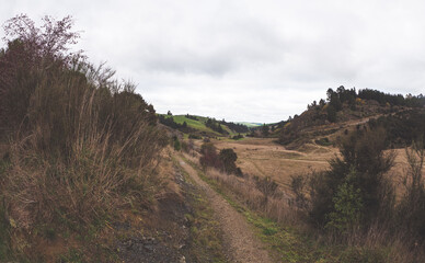 Beautiful rural landscape nature new zealand forests trees plants