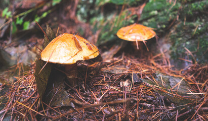 Small mushroom forest floor grass foliage new zealand