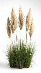 Decorative grass with light beige plumes