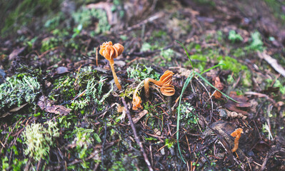 Small mushroom forest floor grass foliage new zealand