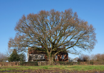 old and big tree in the countryside covering house