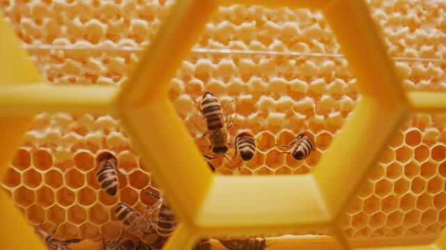 Bees Family Working Inside hive between frames with brood. Hexagonal Honeycombs.