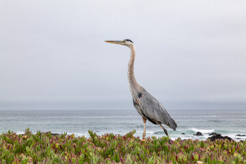  The great blue heron (Ardea herodias) is a large wading bird in the heron family Ardeidae. 17-Mile Drive on the Monterey Peninsula in California